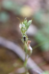 Pterostylis setifera