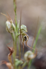 Pterostylis setifera
