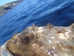 Myoxocephalus scorpius