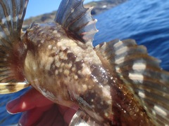 Myoxocephalus scorpius