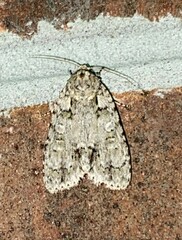 Acronicta ovata