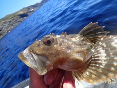 Myoxocephalus scorpius