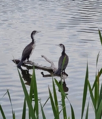 Phalacrocorax varius varius