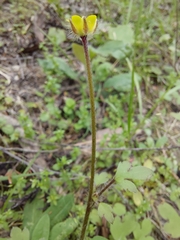 Ranunculus reflexus