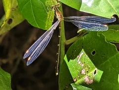 Episynlestes albicaudus