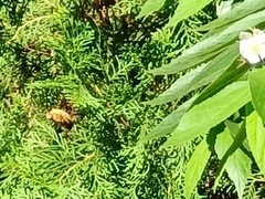 Xylocopa aestuans
