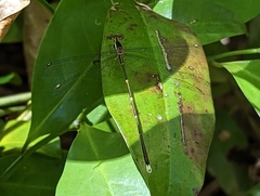 Episynlestes albicaudus