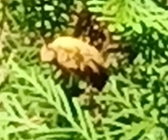 Xylocopa aestuans
