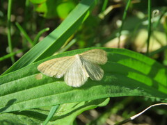 Idaea pallidata