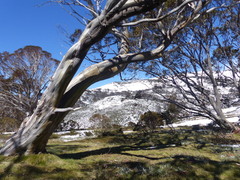 Eucalyptus pauciflora niphophila