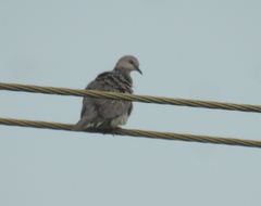 Streptopelia chinensis