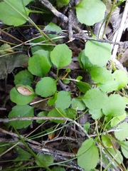 Lagenophora strangulata