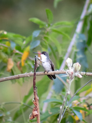 Leucolia violiceps