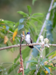 Leucolia violiceps