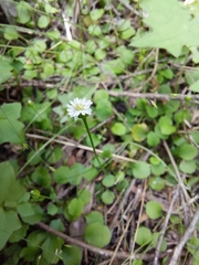 Lagenophora strangulata
