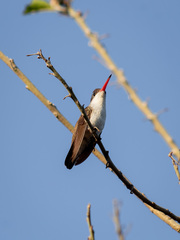 Leucolia violiceps
