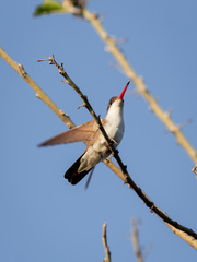 Leucolia violiceps