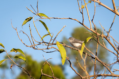 Polioptila caerulea