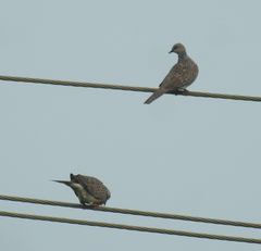 Streptopelia chinensis