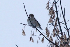 Coccothraustes coccothraustes