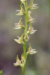 Prasophyllum maccannii