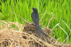 Dicrurus macrocercus