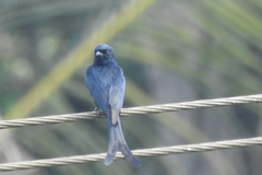 Dicrurus macrocercus