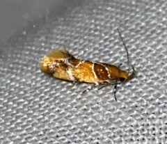 Epicallima argenticinctella