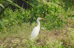Ardea intermedia