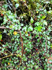 Cotoneaster rosiflorus