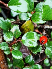 Cotoneaster rosiflorus