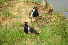 Vanellus indicus