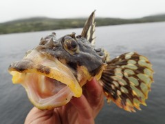 Myoxocephalus scorpius