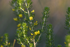 Aspalathus subtingens