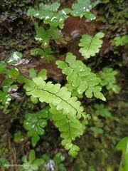 Adiantum diaphanum