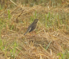 Anthus godlewskii
