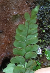 Adiantum diaphanum