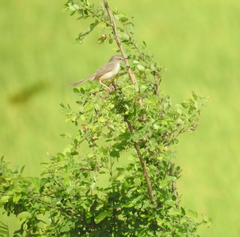 Prinia