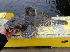 Myoxocephalus scorpius