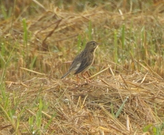 Anthus godlewskii