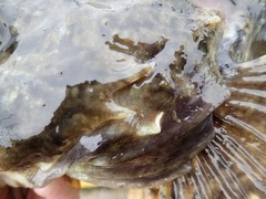 Myoxocephalus scorpius