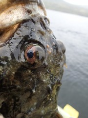 Myoxocephalus scorpius