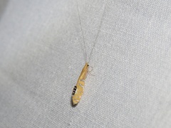 Nectopsyche gemmoides