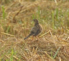 Anthus godlewskii