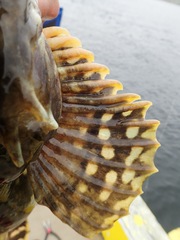 Myoxocephalus scorpius