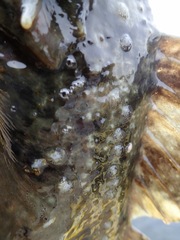 Myoxocephalus scorpius