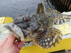 Myoxocephalus scorpius