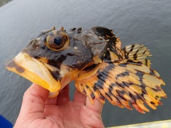 Myoxocephalus scorpius