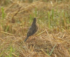 Anthus godlewskii