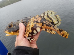 Myoxocephalus scorpius